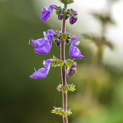 Plectranthus (Plectranthus spp.)