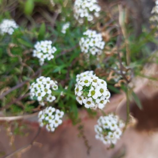 Sweet Alyssum (Lobularia maritima)