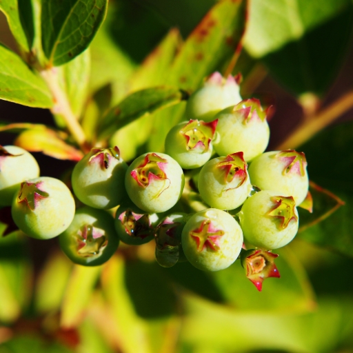 Vaccinium Flower (Vaccinium corymbosum – blueberry shrubs)