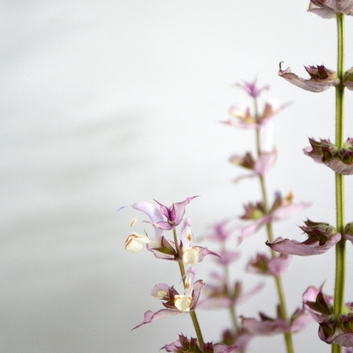 White Sage Bloom (Salvia apiana)