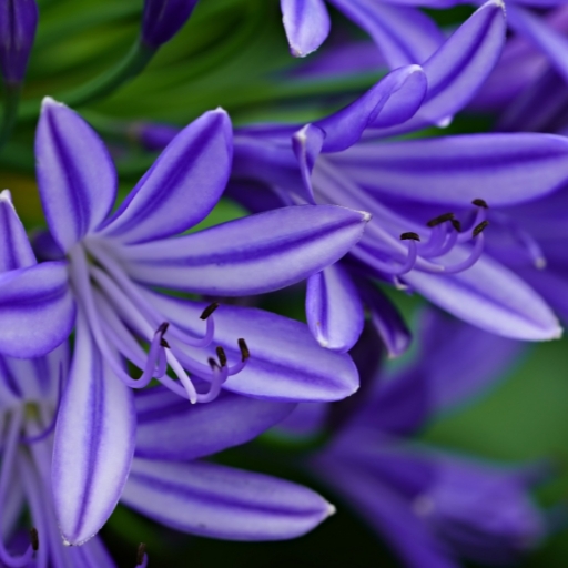 Agapanthus (Lily of the Nile)