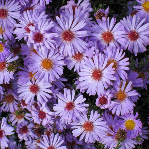 Brachyscome (Swan River Daisy)