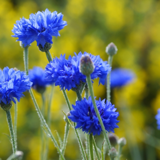Cornflower