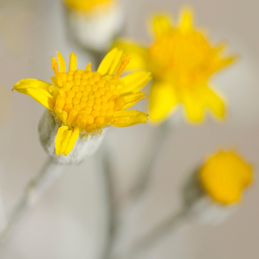 Dusty Miller (yellow-flowering type) (Jacobaea maritima)