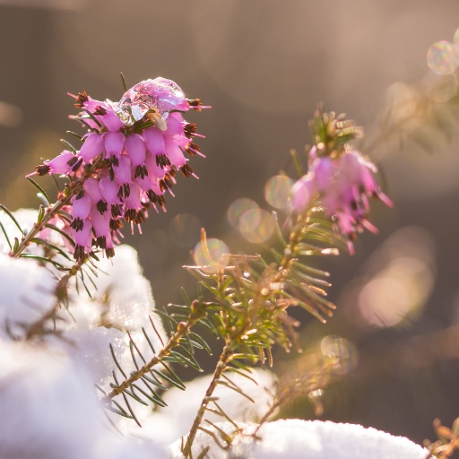 Erica (Erica carnea – Winter Heath)