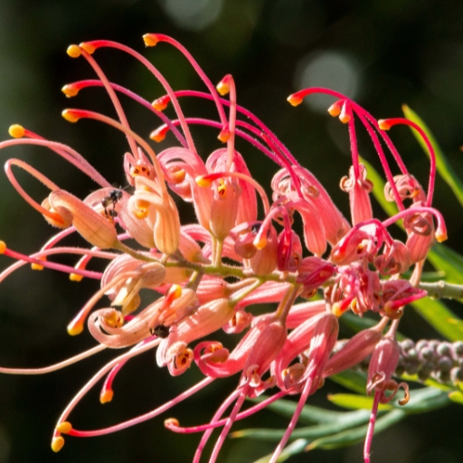 Grevillea (Grevillea spp. – Australian native)
