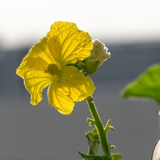 Luffa Flower (Luffa aegyptiaca)