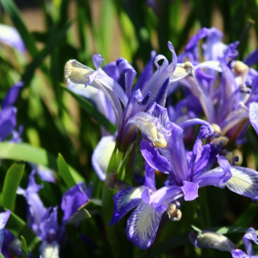 Northern Blue Flag (Iris versicolor)