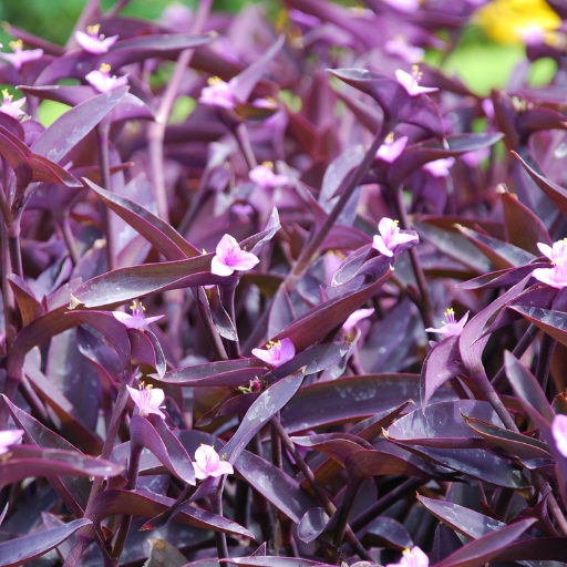 Purple Heart (Tradescantia pallida)