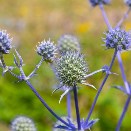 Sea Holly (Eryngium planum)