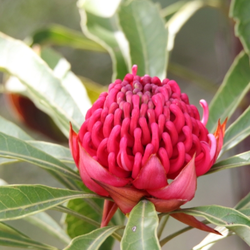 Telopea (Telopea speciosissima – Waratah)