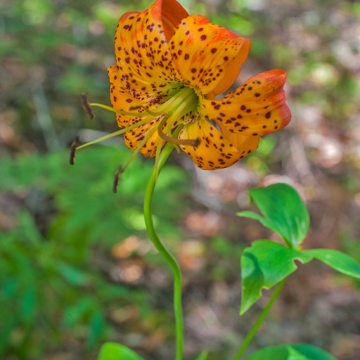 Valley Lily (Lilium pardalinum – Leopard Lily)