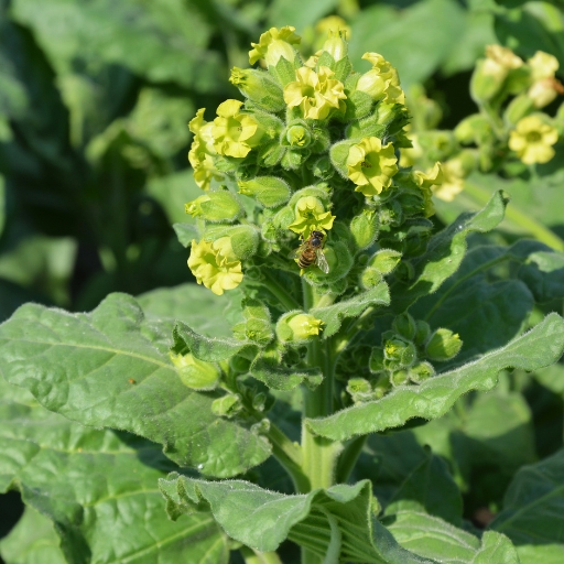 Wild Tobacco Flower (Nicotiana rustica)