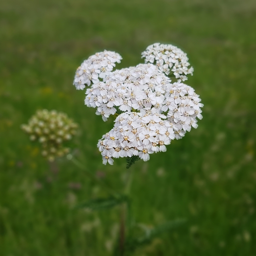 Achillea (Yarrow)