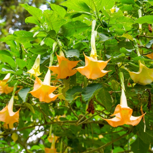 Brugmansia (Angel’s Trumpet)