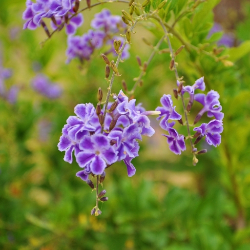 Duranta (Sky Flower) (Duranta erecta)