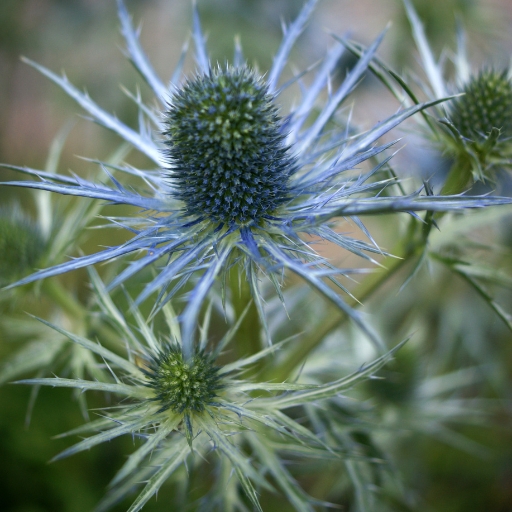 Eryngium (Eryngium planum – Sea Holly)