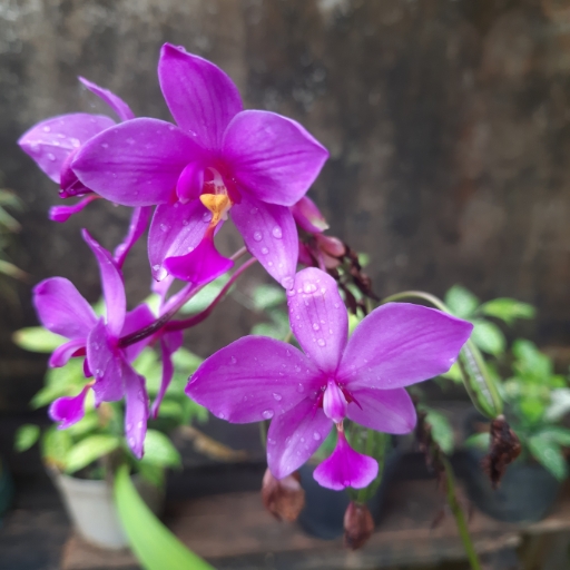 Ground Orchid (Spathoglottis plicata)