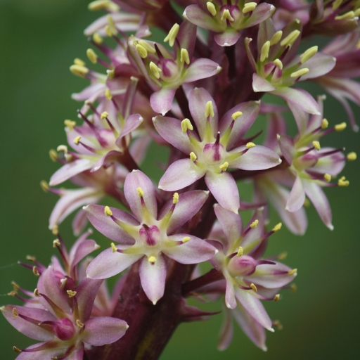 Pineapple Lily (Eucomis comosa)