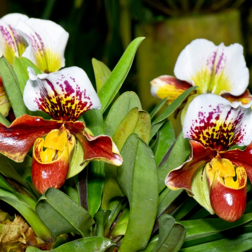 Slipper Orchid (Paphiopedilum spp.)