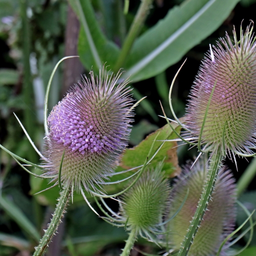 Teasel Flower (Dipsacus fullonum)