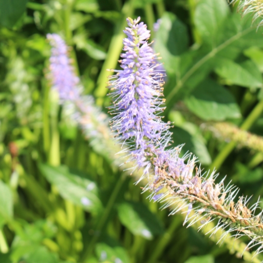 Veronicastrum (Veronicastrum virginicum – Culver’s Root)