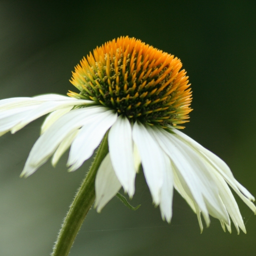 White Coneflower (Echinacea purpurea ‘White Swan’)