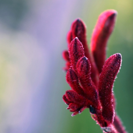 Anigozanthos (Kangaroo Paw)