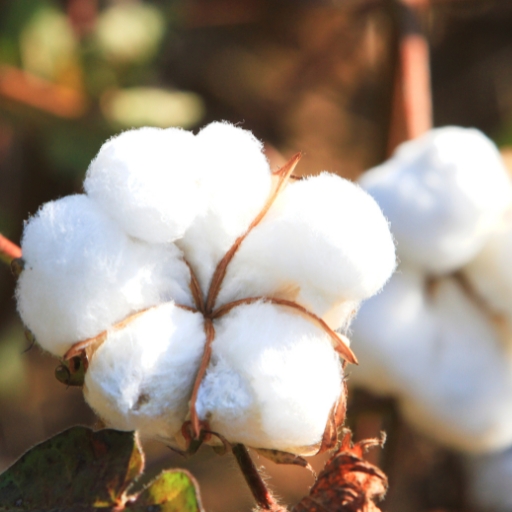 Cotton Flower