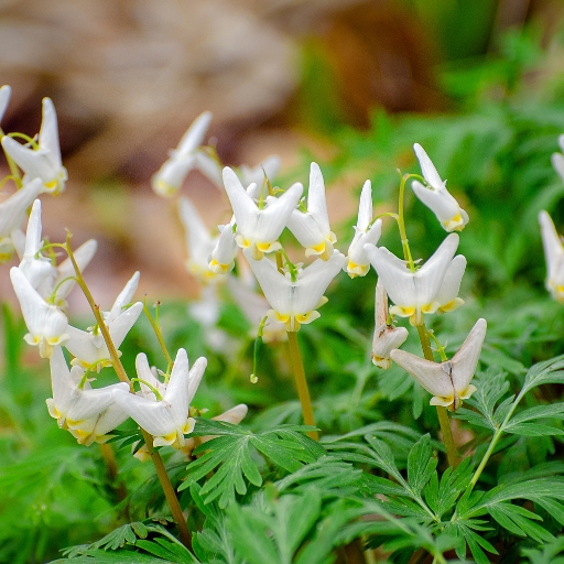 Dutchmanβs Breeches (Dicentra cucullaria)