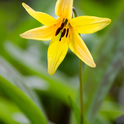 Erythronium (Erythronium spp. – Trout Lily)