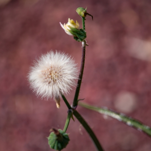Groundsel (Senecio vulgaris – flowers in some forms)