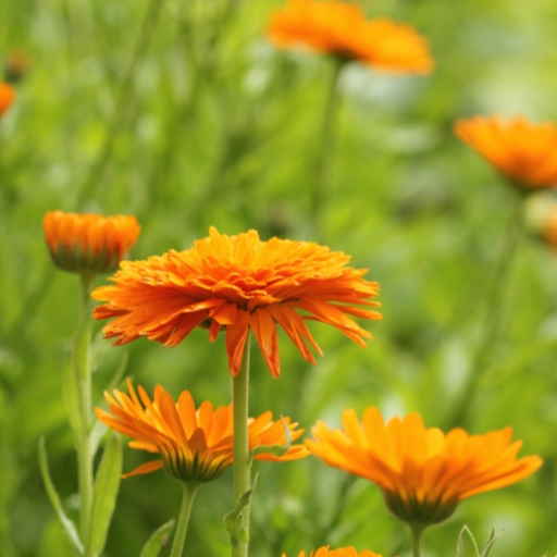 Pot Marigold (Calendula officinalis)