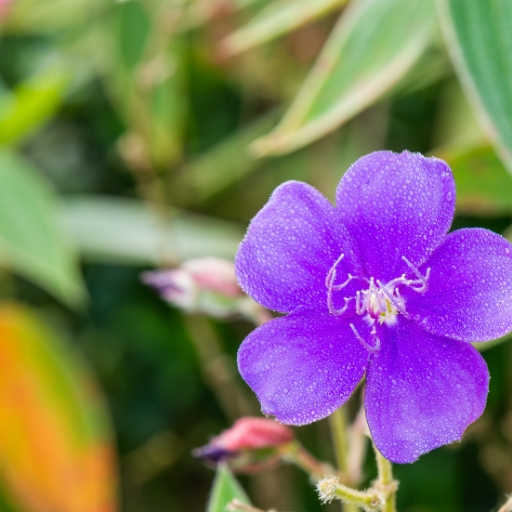 Tibouchina (Tibouchina urvilleana – Princess Flower)