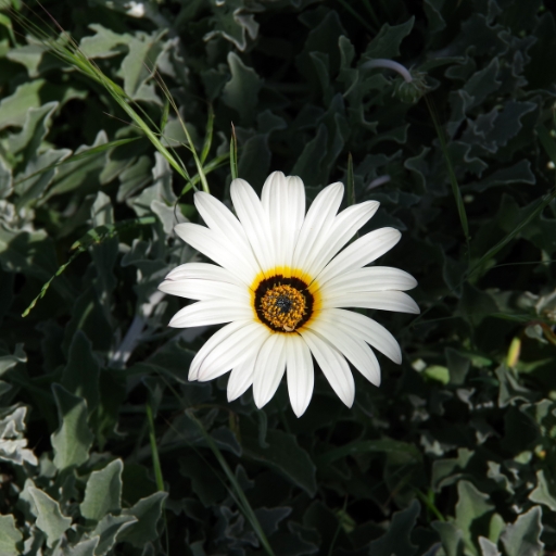Venidium (Venidium fastuosum – African Daisy)