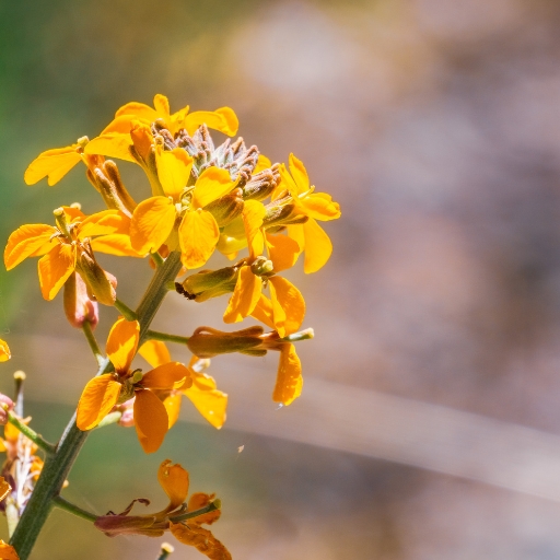 Western Wallflower (Erysimum capitatum)