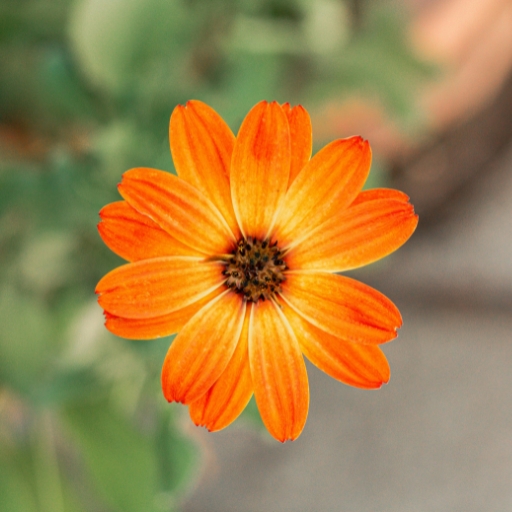 Arctotis (African Daisy)