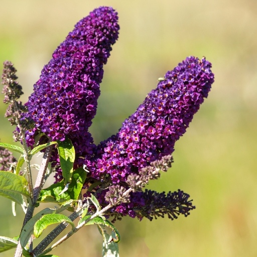 Butterfly Bush