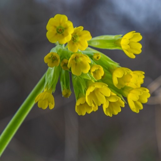 Cowslip