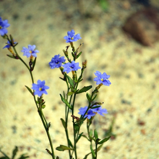 Dampiera (Dampiera spp.)