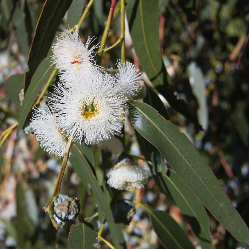 Eucalyptus Flower (Eucalyptus spp. – flowering gums)