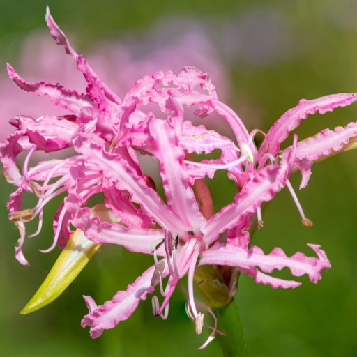 Guernsey Lily (Nerine bowdenii)