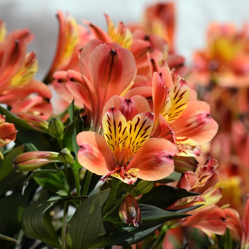 Peruvian Lily (Alstroemeria spp.)