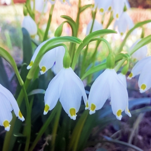 Snowflake Flower (Leucojum aestivum)