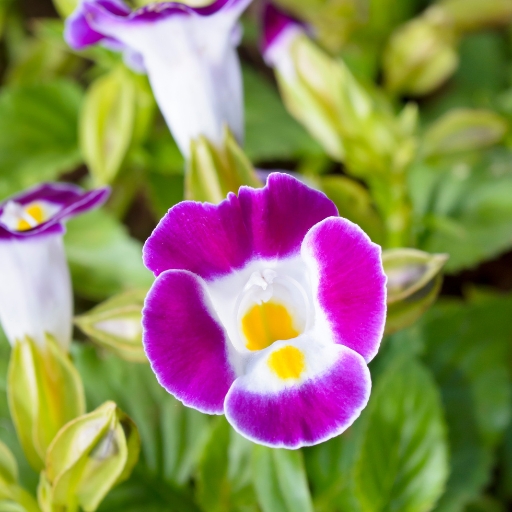 Torrenia (Torenia fournieri – Wishbone Flower)