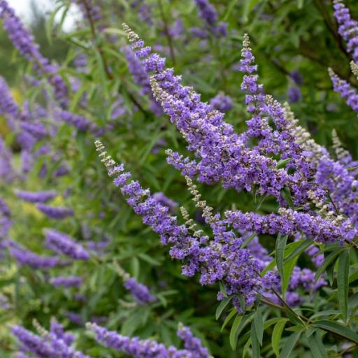 Vitex Bloom (Vitex agnus-castus – Chaste Tree)