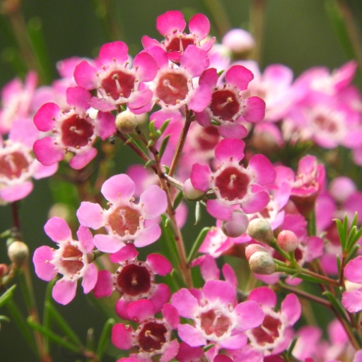 Waxflower (Chamelaucium uncinatum)