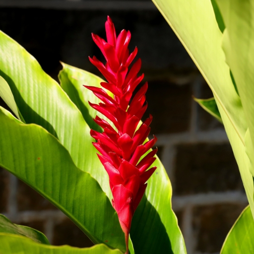 Alpinia (Ginger Lily)
