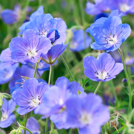 Cranesbill (Hardy Geranium)