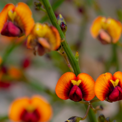 Daviesia (Daviesia spp. – Australian wildflower)